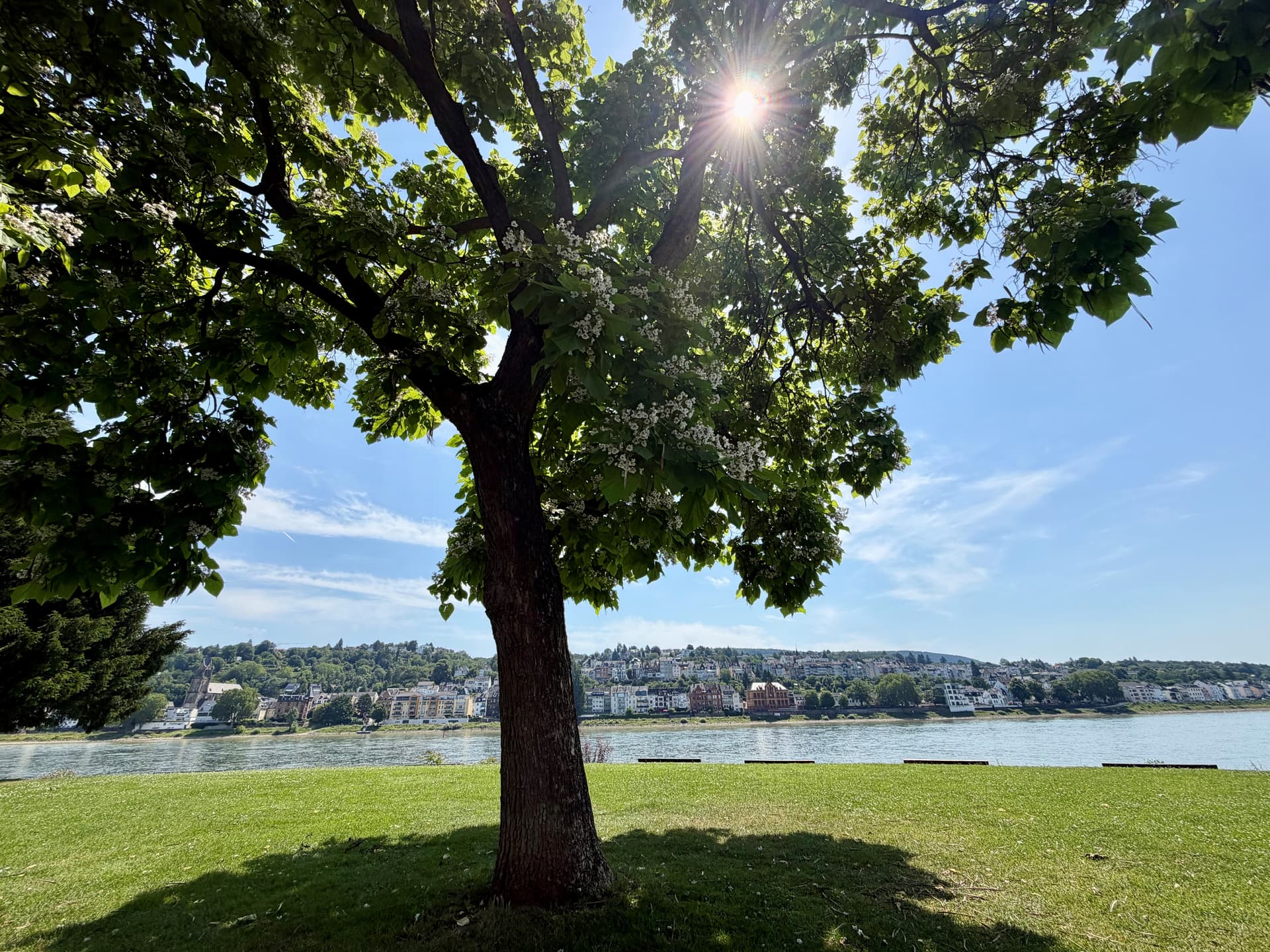 Bild eines Baumes, durch dessen Krone die Sonne scheint. Der Baum steht in den rechtsrheinischen Rheinanlagen mit Blick auf Koblenz-Pfaffendorf